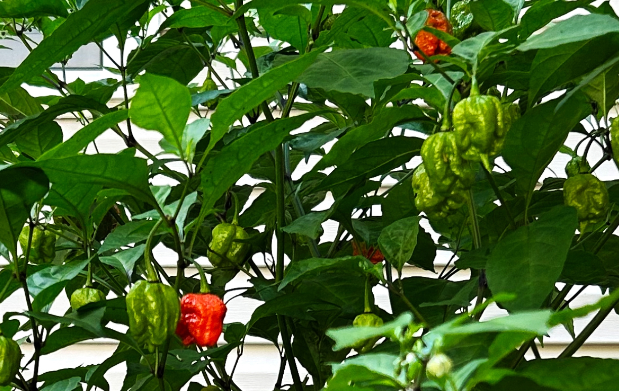 Carolina Reaper pepper plant with green and red peppers growing.
